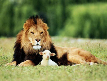 Das Lamm wird bei dem Löwen liegen