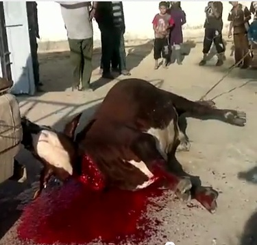 sterbendes Kalb. . . EIN Kuh-Kind bei lebendigem Leib geschlachtet...Eine Szene aus dem 
