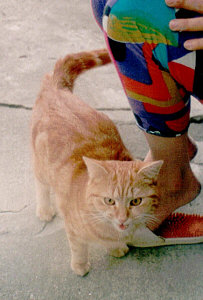 Die Rohkos- Katze Bärli