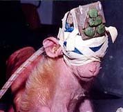 Affen-Tortur für die Medizin
