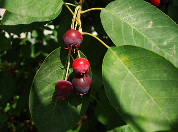 Die Felsenbirne - Ein Strauchgewächs, das in vielen deutschen Gärten und Parks wächst. Die Früchte haben einen süssen, birnenhaften Geschmack! 
		 
Keine Angst: die Beeren sind herrlich gesund!