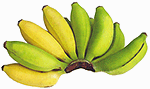 Apfel-Banane - Foto: fruitlife.de/.../banane-de.htm