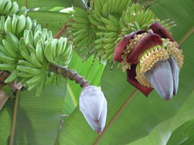 Bananenblüte von Wikipedia