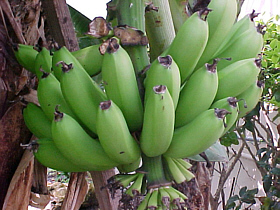 Bananenstaude - Foto von: http://mgonline-combanana-html 