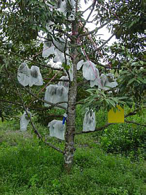 Plantagenbaum - Die Durian werden in Plastiksäcke gehüllt, um sie besser vor Parasiten und Fäulnis zu schützen