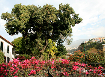 Foto: Regina F. Rau : alter Mangobaum in Funchal - auf Madeira 