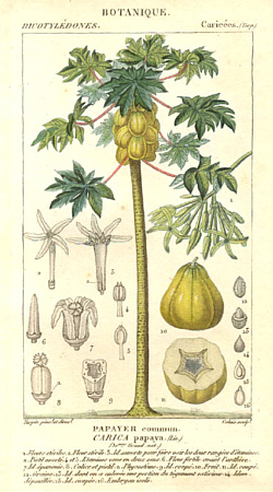 Caricaceae - Papaya