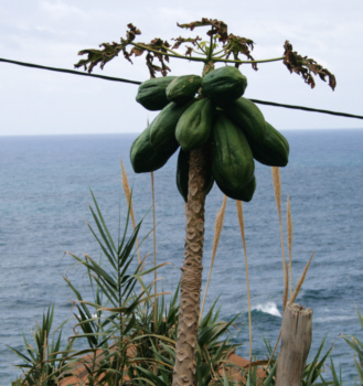 Foto: Regina F. Rau - Madeira: "Papaya Carica" - Gärten am Meer bei Santana