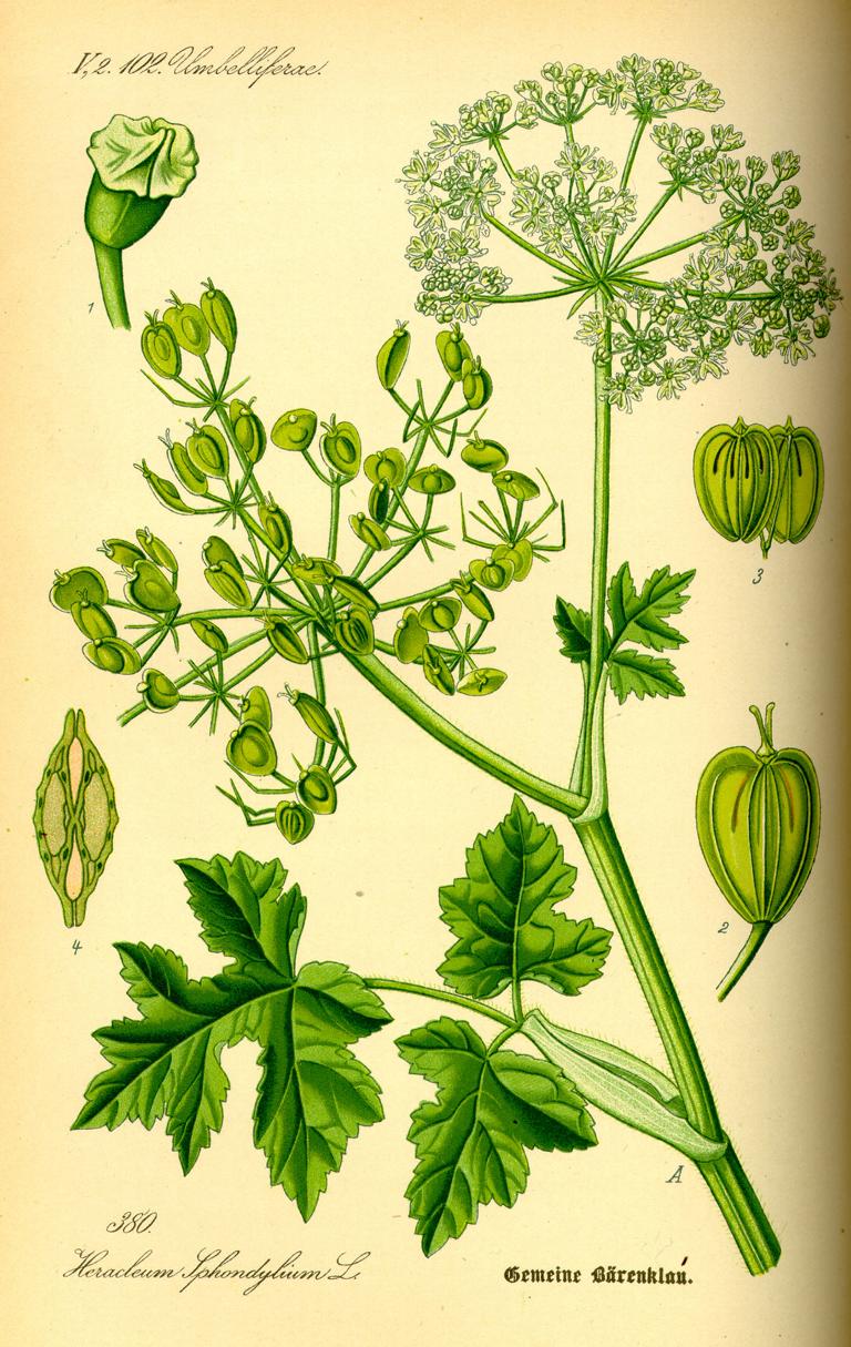 Zeichnung: W.M. Wiesenbärenklau -  Heracleum sphondylium