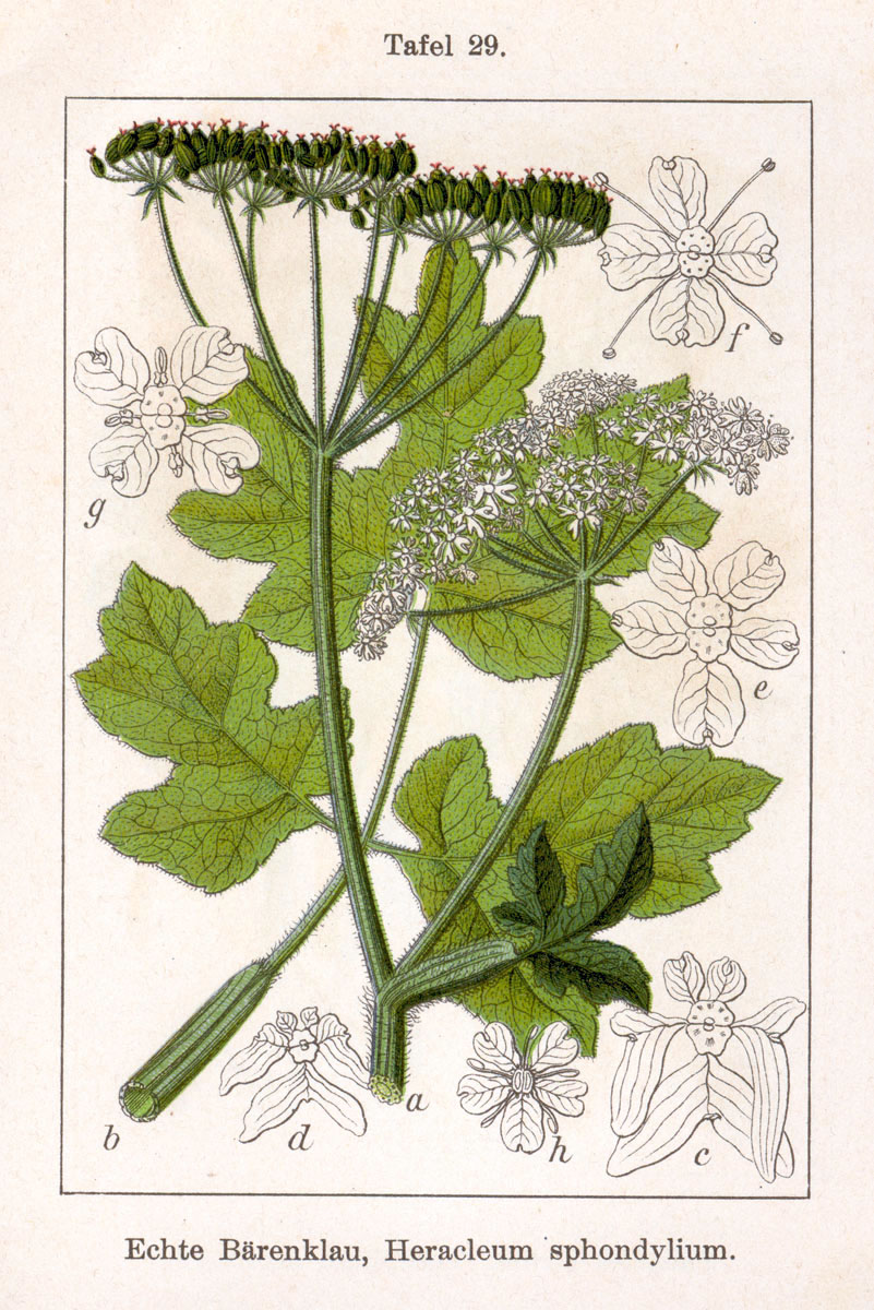 Abbildung: Jakob Sturm  - Wiesenbärenklau -  Heracleum sphondylium