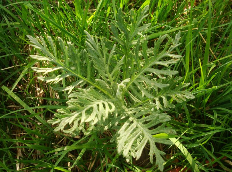 Foto: Regina Franziska Rau - Beifuss echter - Artemisia vulgaris