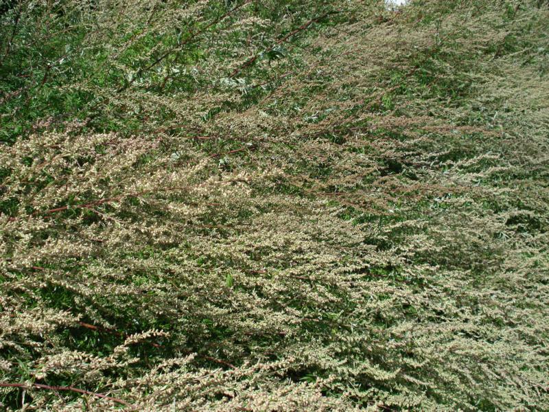 Foto: Regina Franziska Rau - Beifuss echter - Artemisia vulgaris