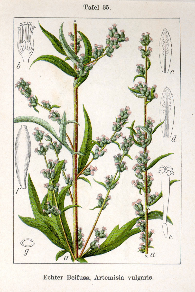 Abbildung: Jakob Sturm  -  Beifuss echter - Artemisia vulgaris