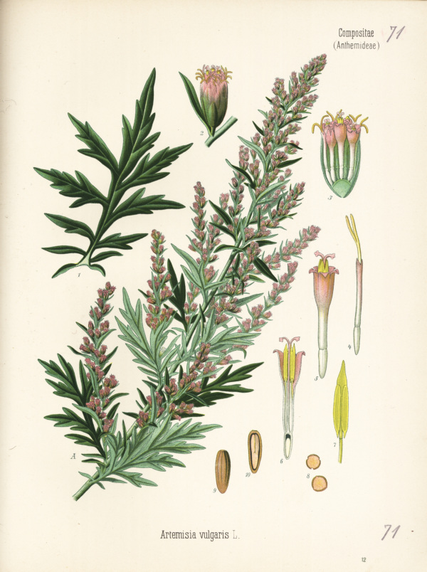 Abb. W.M. - Beifuss echter - Artemisia vulgaris