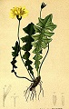 Foto: Regina F. Rau - Gundermann - Glechoma hederaceum