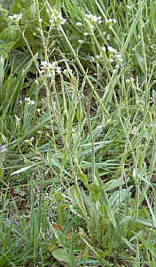 Foto: Regina F. Rau - Hirtentäschelkraut - Capsella bursa-pastoris