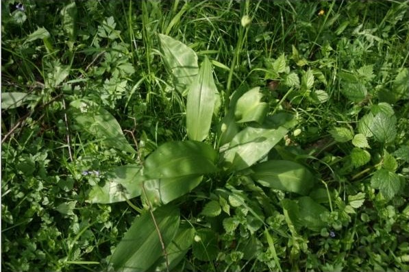 Foto: Regina Franziska Rau - Bärlauch - Waldknoblauch - Allium ursinum