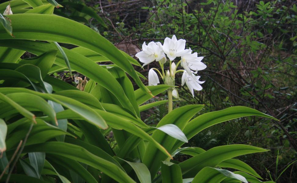 Foto: Regina Franziska Rau - Bärlauch - Waldknoblauch - Allium ursinum
