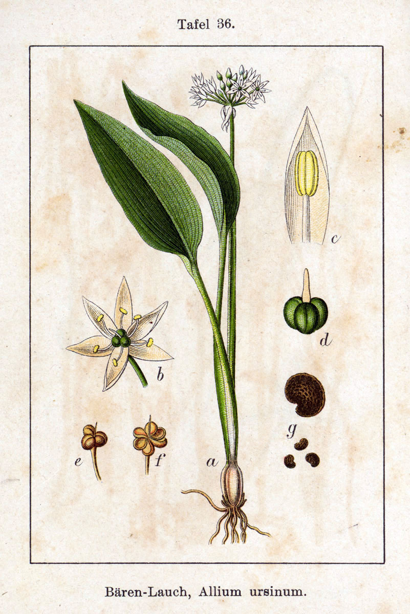 Abbildung: Jakob Sturm  -  Bärlauch - Waldknoblauch - Allium ursinum