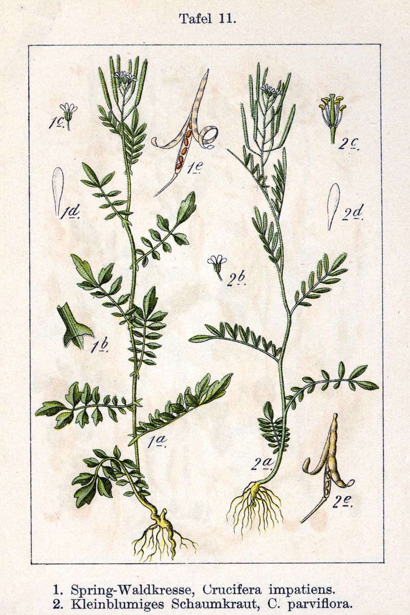 Abbildung: Jakob Sturm -  Grasblättrige Kresse - Crucifera gramnifolia