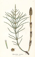Acker-Schachtelhalm - Equisetum  arvense -  ziola-pisz-pl