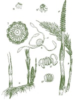 Ackerschachtelhalm - Equisetum arvense 