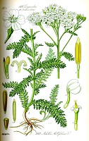 Schafgarbe gemeine - Achillea millefolium - Jakob Sturm
