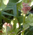 Sauerampfer Blüte