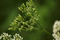 Taumelkaelberkropf_2016-07-16_Stoanblamlkopf_(282)2016-07-16_Stoanblamlkopf_(283).JPG