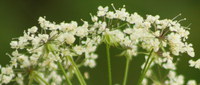 Taumelkaelberkropf_2016-07-16_Stoanblamlkopf_(282)2016-07-16_Stoanblamlkopf_(284)1.JPG