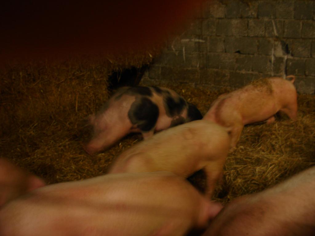 Foto: Regina Franziska Rau - bei den Schweinen