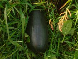 04_2013-09-02_17-15_Zuccini-a-d-Feld_(001).JPG