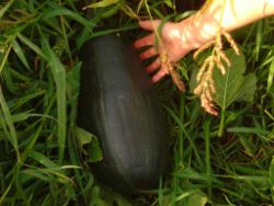 04_2013-09-02_17-15_Zuccini-a-d-Feld_(002).JPG