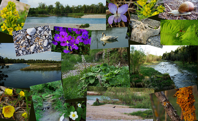Wildblumen, Flechten, verschlungene Pfade, wilde Wasser  	   Zum Vergrößern bitte auf das Foto klicken