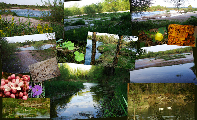 Die Isar, Wildblumen, Sümpfe, Flechten und ein Schwanpäarchen ... Hier kann man noch träumen!  	   Zum Vergrößern bitte auf das Foto klicken