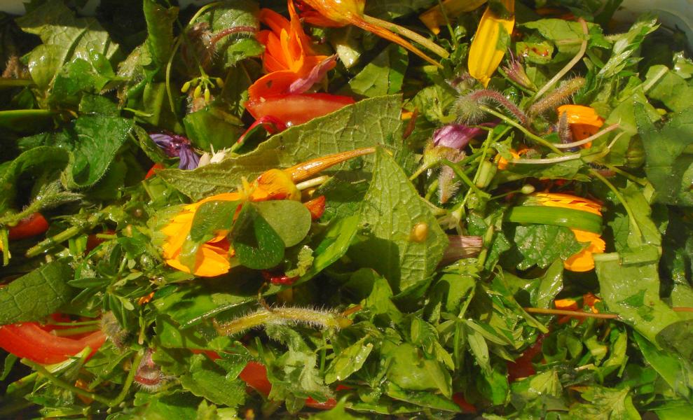Regina Franziska Rau: Wildkräuter-Salat