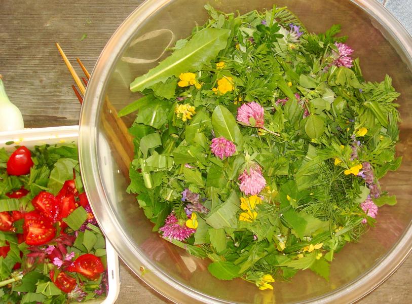 Regina Franziska Rau: Wildkräuter-Salat