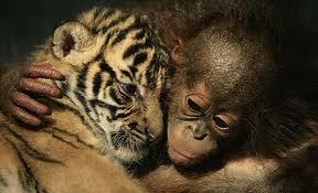 Tiger und Affe - Liebe