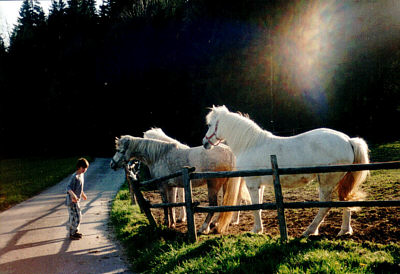 Foto: Regina - Pferde  an der Ilkahöhe bei Penzenberg, Bayern