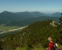 bei der Schafkehre